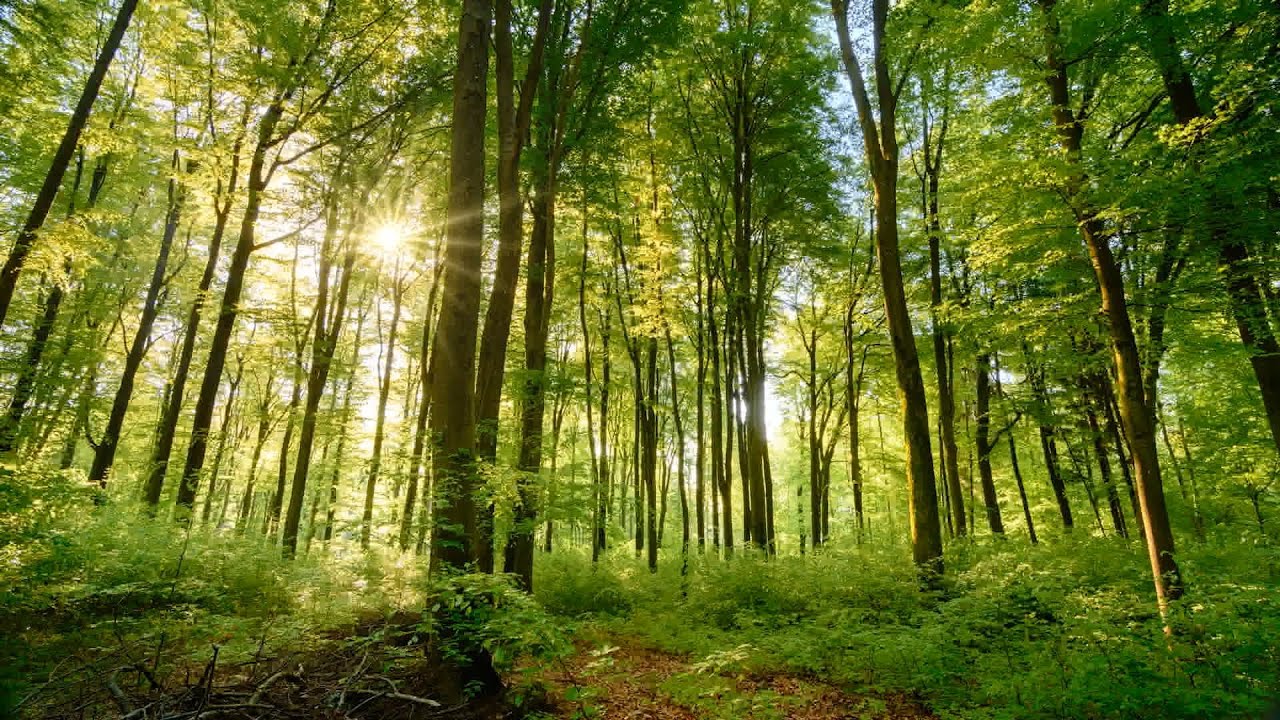 La semaine verte | La bataille des aires protégées (1/3)