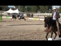 World Equestrian Games PFHA Breed Demo Oct 2010 Part 1 Mov