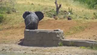 Elephant at Nomad Cam | Ranger Insights