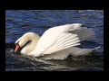 Bob James ~ The Swan