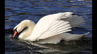 Bob James ~ The Swan