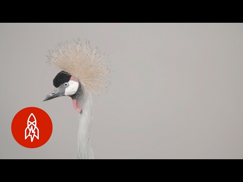 An Elegant Crowned Crane on the Edge