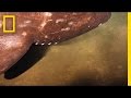 Video Hiu dan Gunung Api Bawah Laut Ini Buktikan Kebenaran Al Qur’an