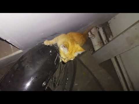 Miss you browny😟 #mrpthanujallinall #shortsfeed #catvideos #cat #trending  subscribe my channel🙏