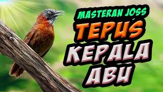 Download lagu tepus kepala abu masteran viral, jos buat memaster burung kicau lomba - video ilalang tertiup angin mp3