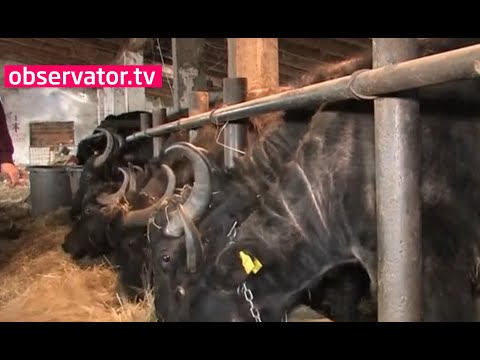 Bivolii, pe cale de dispariţie în România