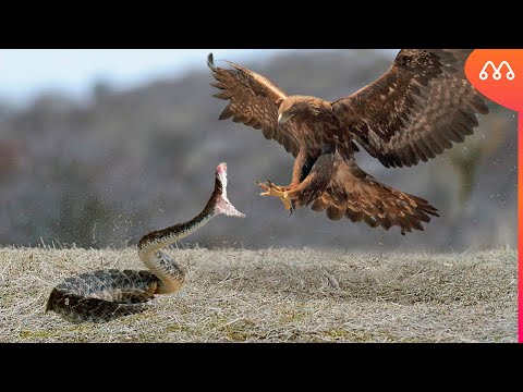 RATTLESNAKE VS AGUIA REAL: WHO WINS THIS FIGHT? Rattlesnake vs Golden Eagle