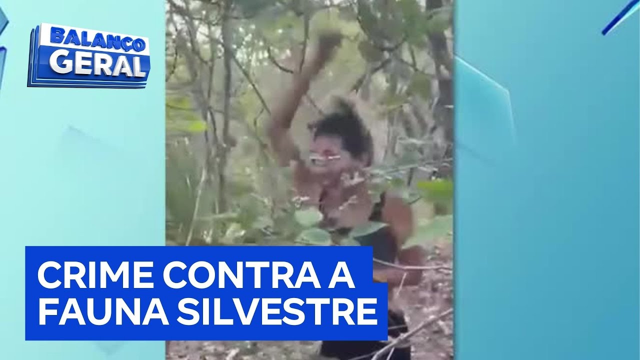 Ibama identifica mulher que atirou e matou filhote de onça-parda