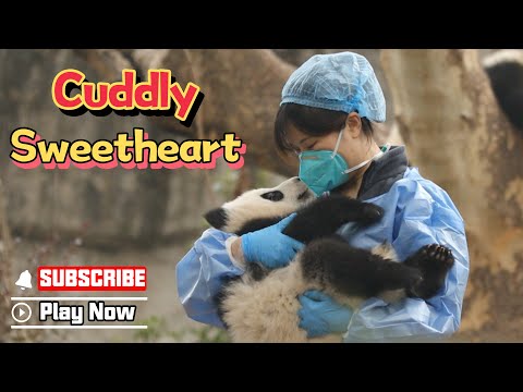 Cuddly Panda Baby Is Having A Sweet Talk With Its Nanny | iPanda