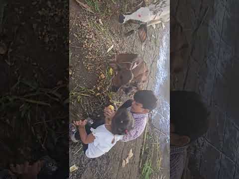 Cow Se Darti Bhavi… Kanav Ka Sweet Reaction!🐮❤️ Brave Kanav #cute #shorts