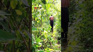 Download lagu Missed two duiker on the same spot! #junglehunter #hunting #hunter #hunt #hunters mp3