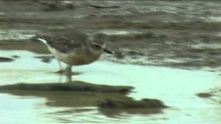 preview picture of video 'New Zealand Birds: New Zealand Dotterel juvenile  interacts with adults and Pied Oystercatchers'