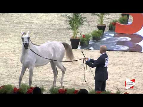 N.17 MOZN AL BIDAYER - Paris 2015 - Yearling Fillies (Class CM1 B)