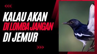 Download lagu KACER YANG MAU LOMBA‼️ SETELAH MANDI APA PERLU DIJEMUR ? mp3 Download lagu KACER YANG MAU LOMBA‼️ SETELAH MANDI APA PERLU DIJEMUR ? mp3
