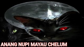 Download lagu Anang Nupi Mayau Chelum!!! mp3 Download lagu Anang Nupi Mayau Chelum!!! mp3