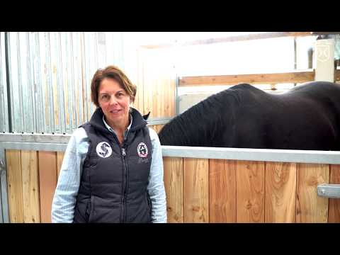 Holsteiner Hengststation - Hoffeld