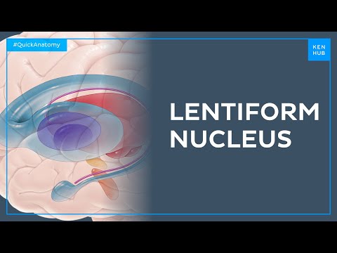 Anatomy of the lentiform nucleus - Quick Anatomy | Kenhub