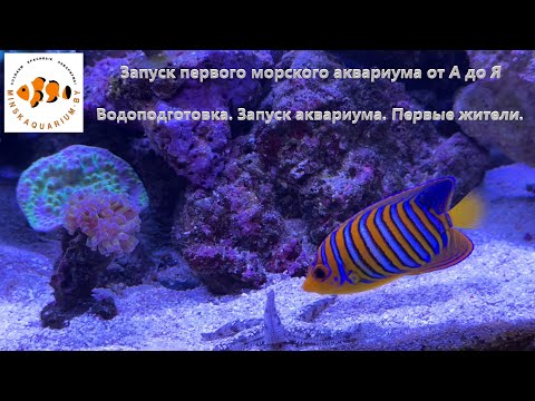 Запуск морского аквариума. Ответы на самые частые вопросы.