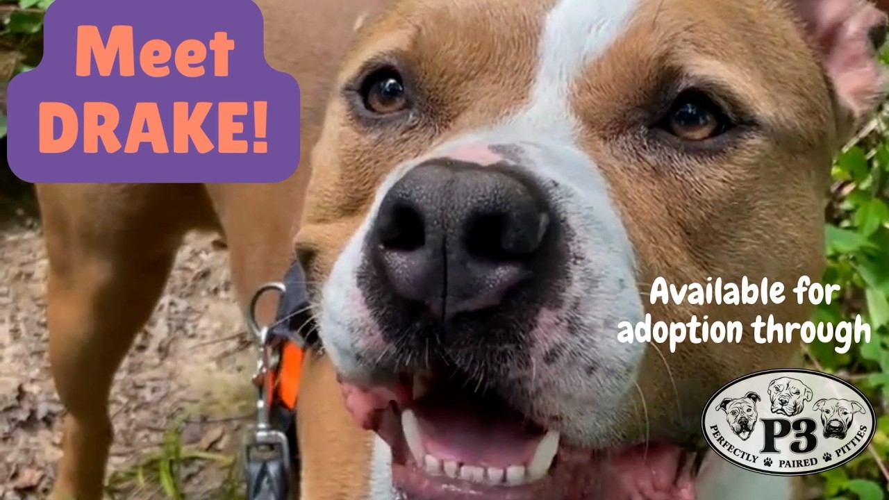 Enlarge Drakey, a Adoptable mixed breed in York, PA video 2/6