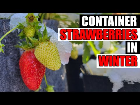 Strawberry Plant Revival Make More And More Strawberry Plants