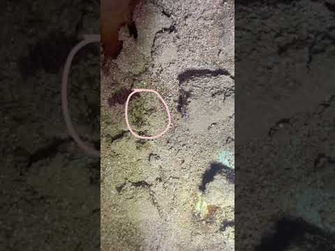 Swiss Miss - Maggots and bugs in hot cocoa - Image 5
