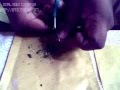 how to roll kerala ganja (kohomada kerala ganja othanne) sihhala.mp4