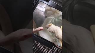 へび