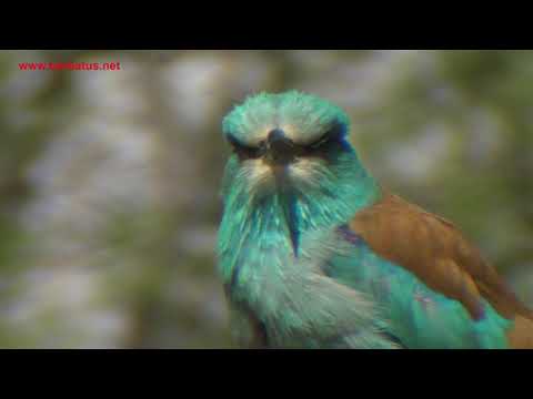 Carraca ( Coracias garrulus ) Roller