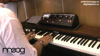 Video thumbnail for Moog Slim Phatty - Presets Demonstration by norihidexio