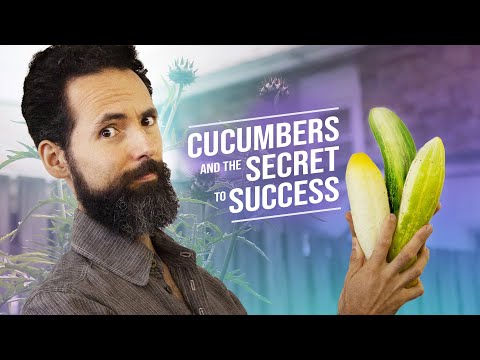 , title : 'Growing CUCUMBERS and the SECRET to SUCCESS - SEED to HARVEST Garden Documentary -'