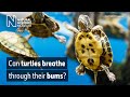 How Do Turtles Breathe Underwater Surprising Science