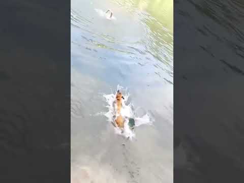 The brave Malinois #malinois