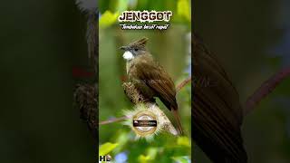 Download lagu MASTERAN JENGGOT BESETAN RAPAT KASAR❗️MUDAH DI SERAP #muraibatu #masteranmuraibatu #masteranburung mp3