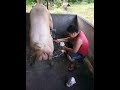 How To Collect Semen Of The Boar