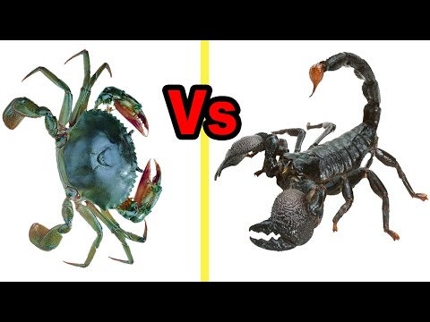 Scorpions Vs Crab, The Most Amazing Battle - In wetlands | What will happen