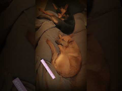 Sleepy Pups ~ BaBs aka Bougie & Bella ~ malinois | germanshepherd |