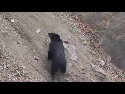 1071119熊熊大奔跑