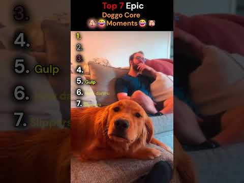 Top 7 Epic Doggo Core Moments || Dog Ranking #17