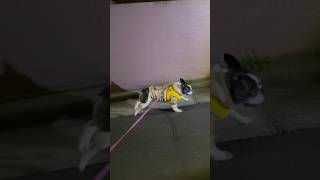 今季一番の寒さだけどどうしてもお散歩に出かけたいフレブル