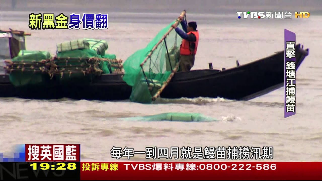您碗中鰻魚飯從這來！　直擊錢塘江鰻苗捕撈