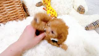 タイニープードルの動画01