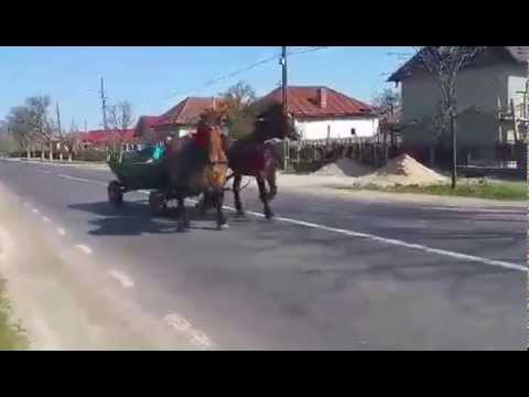 Caii lu Radu si Emi de la Leordeni