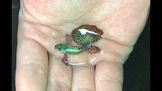 Sự thay đổi bất ngờ của đàn cá 7 màu rồng xấu xí sau khi sang hồ mới