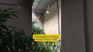 Download lagu Kacer golden shama albino mp3 Download lagu Kacer golden shama albino mp3