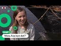 Dolfijn blijft in de buurt van Lieve