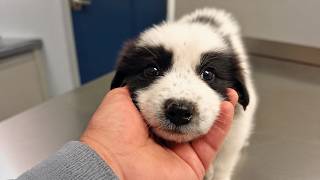 Stray Puppy Changes Completely After Being Rescued