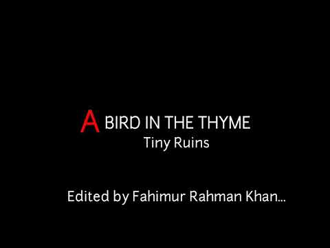 download lagu mp3 mp4 Tiny Ruins Bird In The Thyme Lyrics, download lagu Tiny Ruins Bird In The Thyme Lyrics gratis, unduh video klip Tiny Ruins Bird In The Thyme Lyrics