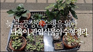 늦봄, 풍성한 수형을 위한 다육이, 관엽식물의 수형정리(순따기, 가지치기 등) succulents/多肉植物/…