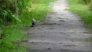 preview picture of video 'Opposum on Alligator Alley, Circle B Bar Reserve Lakeland FL'