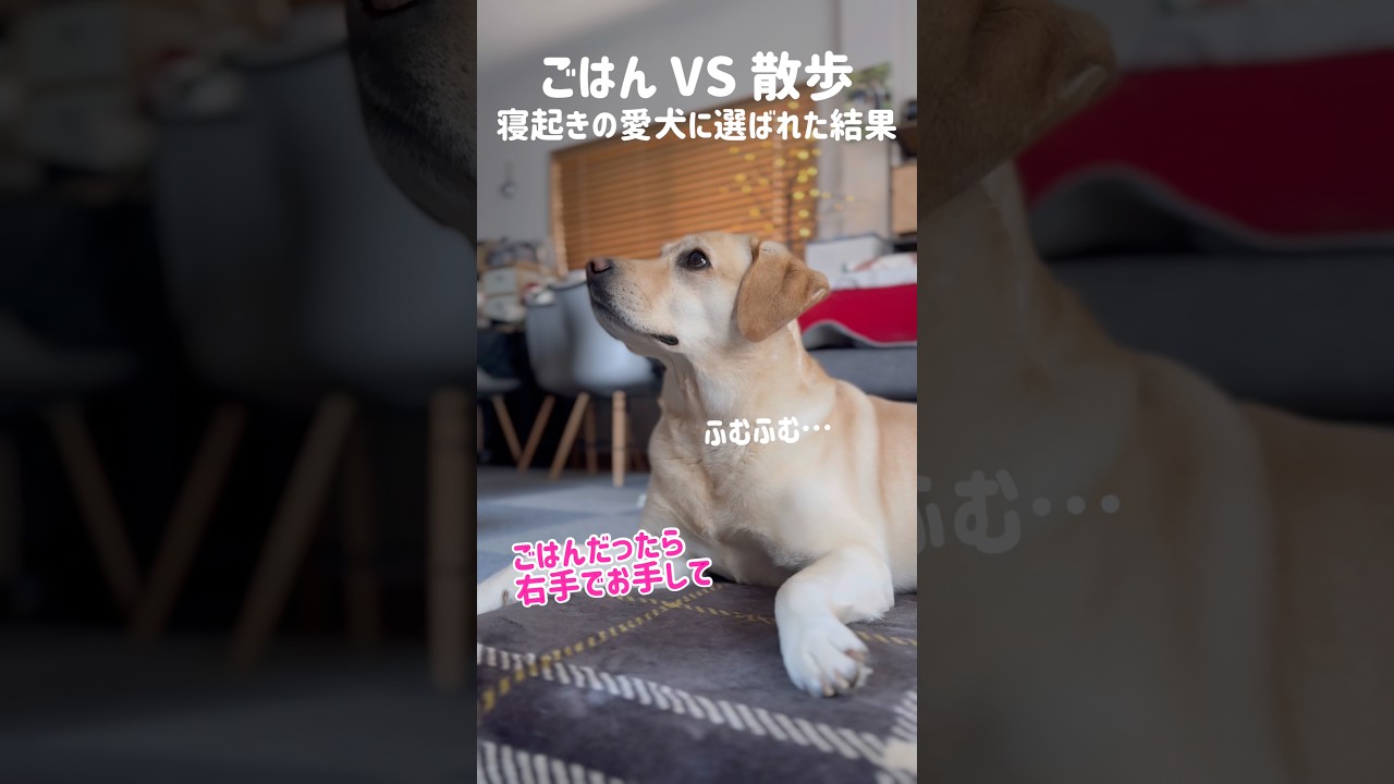 ごはん VS 散歩 寝起きの犬に選ばせた結果★#shorts #labradorretriever #ラブラドールレトリバー #可愛い #癒し #お散歩 #ごはん #大型犬 #ぼんちゃん